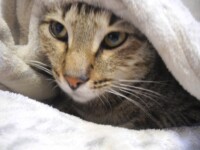 Three reasons to adopt a homeless cat